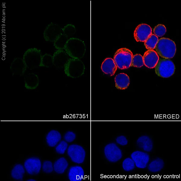 Immunocytochemistry/ Immunofluorescence - Anti-TFEB antibody [EPR22941-6] (AB267351)