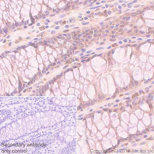 Immunohistochemistry (Formalin/PFA-fixed paraffin-embedded sections) - Anti-TFEB antibody [EPR22941-6] (AB267351)