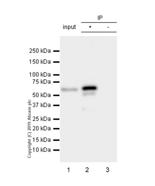 Immunoprecipitation - Anti-TFEB antibody [EPR22941-6] (AB267351)