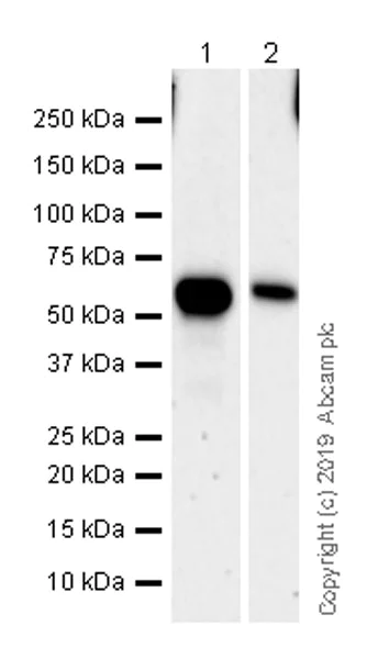 Western blot - Anti-TFEB antibody [EPR22941-6] (AB267351)