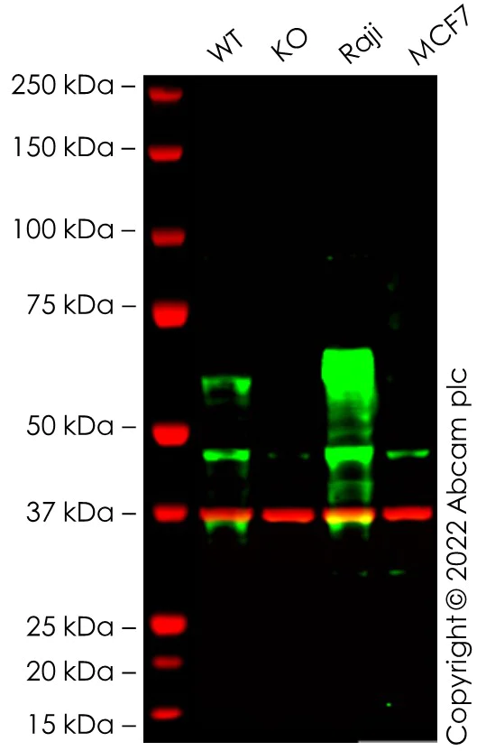 Western blot - Anti-TFEB antibody [EPR22941-6] (AB267351)