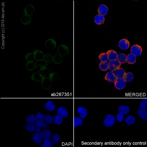Immunocytochemistry/ Immunofluorescence - Anti-TFEB antibody [EPR22941-6] - BSA and Azide free (AB267342)