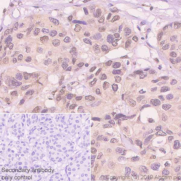 Immunohistochemistry (Formalin/PFA-fixed paraffin-embedded sections) - Anti-TFEB antibody [EPR22941-6] - BSA and Azide free (AB267342)