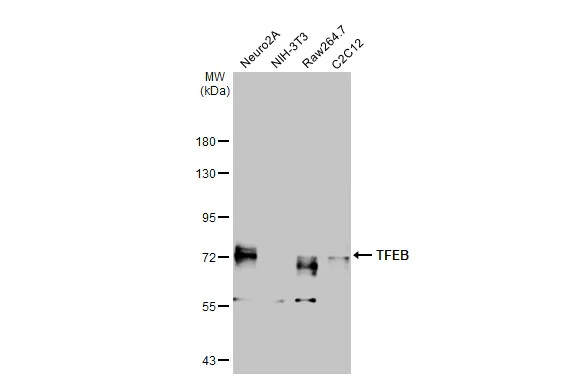 Western blot - Anti-TFEB antibody [HL1065] - BSA and Azide free (AB307807)