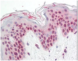 Immunohistochemistry (Formalin/PFA-fixed paraffin-embedded sections) - Anti-TFEB antibody - N-terminal (AB174745)