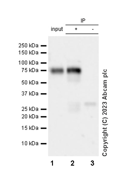 Immunoprecipitation - Anti-TFEB (phospho S211) antibody [EPR27960-64] (AB310331)