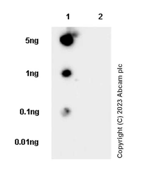 Dot Blot - Anti-TFEB (phospho S211) antibody [EPR27960-64] - BSA and Azide free (AB310332)
