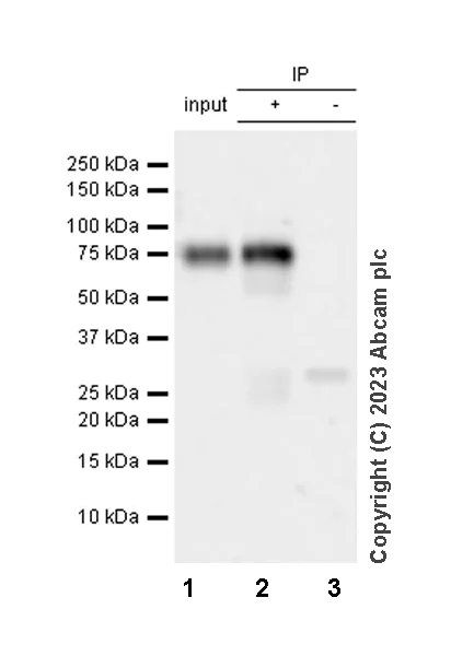 Immunoprecipitation - Anti-TFEB (phospho S211) antibody [EPR27960-64] - BSA and Azide free (AB310332)