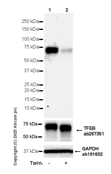 Western blot - Anti-TFEB (phospho S211) antibody [EPR27960-64] - BSA and Azide free (AB310332)