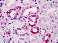 Immunohistochemistry (Formalin/PFA-fixed paraffin-embedded sections) - Anti-TFEC antibody (AB115569)