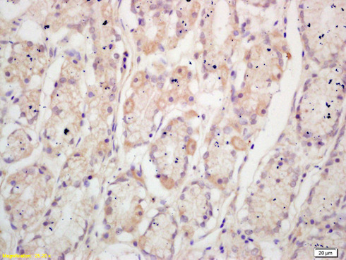 Immunohistochemistry (Formalin/PFA-fixed paraffin-embedded sections) - Anti-TFF2 antibody (AB203237), expandable thumbnail