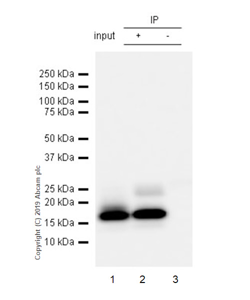 Immunoprecipitation - Anti-TFF2 antibody [EPR23231-208] (AB267474), expandable thumbnail