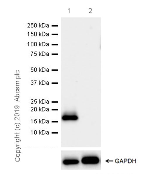 Western blot - Anti-TFF2 antibody [EPR23231-208] (AB267474), expandable thumbnail