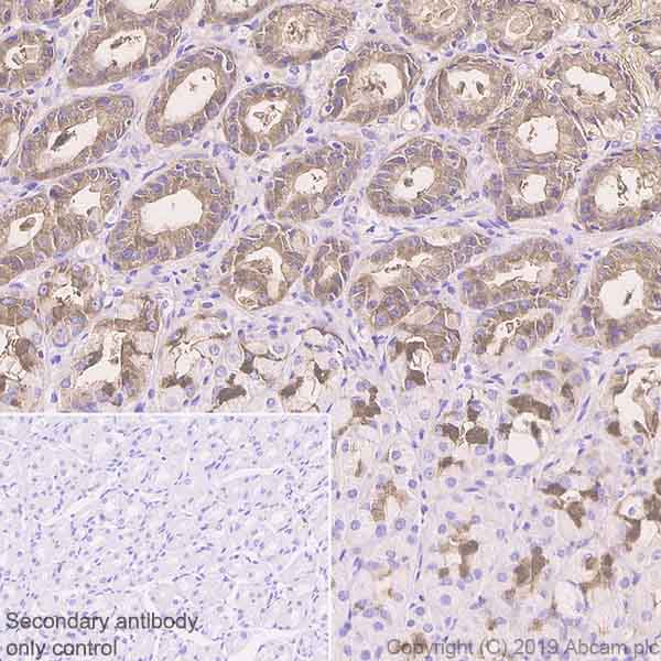 Immunohistochemistry (Formalin/PFA-fixed paraffin-embedded sections) - Anti-TFF2 antibody [EPR23231-208] - BSA and Azide free (AB269862), expandable thumbnail