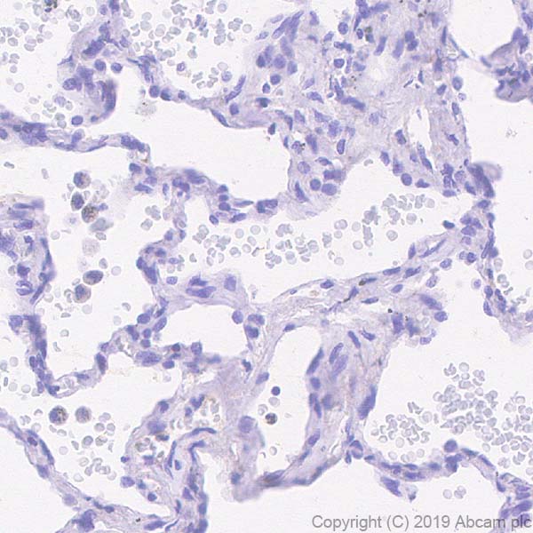Immunohistochemistry (Formalin/PFA-fixed paraffin-embedded sections) - Anti-TFF2 antibody [EPR23231-208] - BSA and Azide free (AB269862), expandable thumbnail