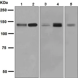 Western blot - Anti-TFII I antibody [EPR7696] - BSA and Azide free (AB185640)