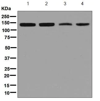 Western blot - Anti-TFII I antibody [EPR7697] (AB129025)