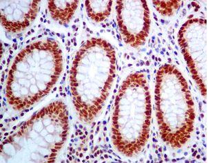 Immunohistochemistry (Formalin/PFA-fixed paraffin-embedded sections) - Anti-TFII I antibody [EPR7697] - BSA and Azide free (AB248269), expandable thumbnail