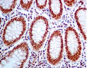Immunohistochemistry (Formalin/PFA-fixed paraffin-embedded sections) - Anti-TFII I antibody [EPR7697] - BSA and Azide free (AB248269)