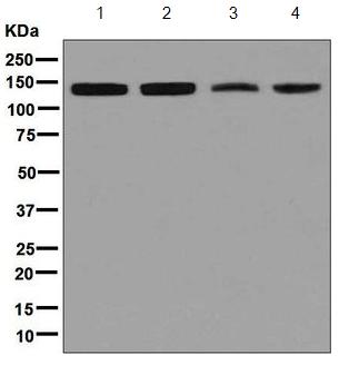 Western blot - Anti-TFII I antibody [EPR7697] - BSA and Azide free (AB248269), expandable thumbnail