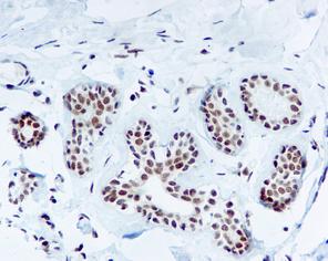 Immunohistochemistry (Formalin/PFA-fixed paraffin-embedded sections) - Anti-TFIIB antibody [EP4588] (AB109518), expandable thumbnail
