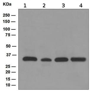 Western blot - Anti-TFIIB antibody [EP4588] (AB109518), expandable thumbnail