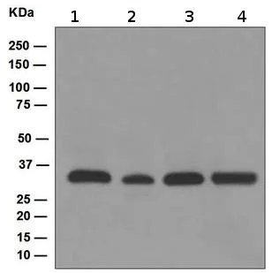 Western blot - Anti-TFIIB antibody [EP4588] (AB109518)