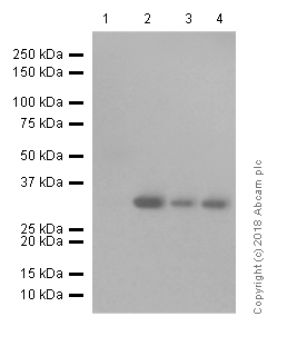 Western blot - Anti-TFIIB antibody [EP4588] (AB109518), expandable thumbnail