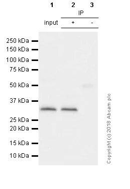 Immunoprecipitation - Anti-TFIIB antibody [EP4588] - BSA and Azide free (AB284785)