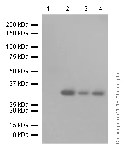 Western blot - Anti-TFIIB antibody [EP4588] - BSA and Azide free (AB284785)
