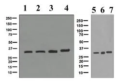 Western blot - Anti-TFIIB antibody [EPR4589] - BSA and Azide free (AB247761)