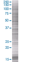 TFIIB overexpression 293T lysate (whole cell)