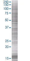 SDS-PAGE - TFIIB overexpression 293T lysate (whole cell) (AB94155)
