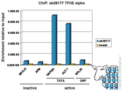 ChIP - Anti-TFIIE alpha/GTF2E1 antibody (AB28177)