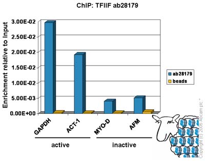 ChIP - Anti-TFIIF antibody (AB28179), expandable thumbnail