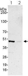 Western blot - Anti-TFIIIA antibody (AB129440), expandable thumbnail