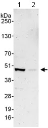 Western blot - Anti-TFIIIA antibody (AB129440)