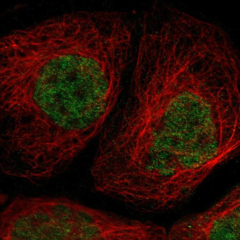 Immunocytochemistry/ Immunofluorescence - Anti-TFIIIA antibody (AB254632)