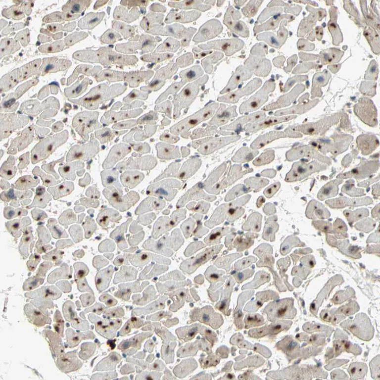 Immunohistochemistry (Formalin/PFA-fixed paraffin-embedded sections) - Anti-TFIIIA antibody (AB254632)