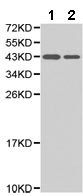 Western blot - Anti-TFPI antibody (AB180619), expandable thumbnail