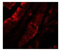 Immunocytochemistry/ Immunofluorescence - Anti-TFPI antibody (AB181392)