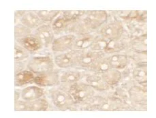 Immunohistochemistry (Formalin/PFA-fixed paraffin-embedded sections) - Anti-TFPI antibody (AB181392)