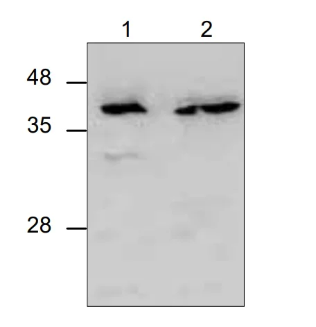 Western blot - Anti-TFPI antibody (AB286126)