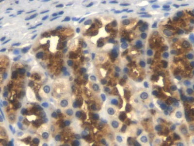 Immunohistochemistry (Formalin/PFA-fixed paraffin-embedded sections) - Anti-TFPI antibody [C1] (AB239516)