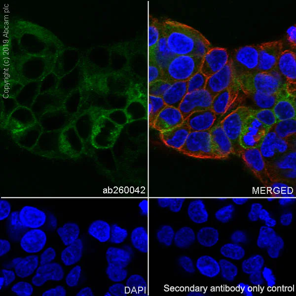 Immunocytochemistry/ Immunofluorescence - Anti-TFPI antibody [EPR22977-133] (AB260042)
