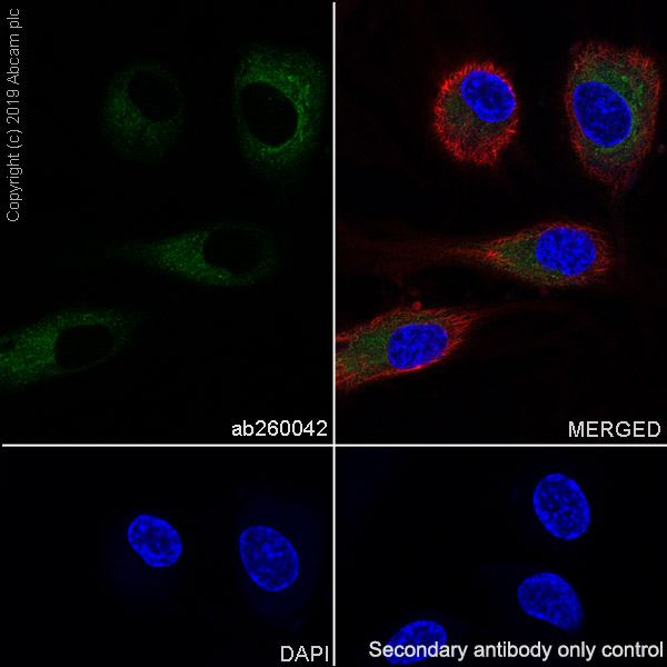 Immunocytochemistry/ Immunofluorescence - Anti-TFPI antibody [EPR22977-133] (AB260042)