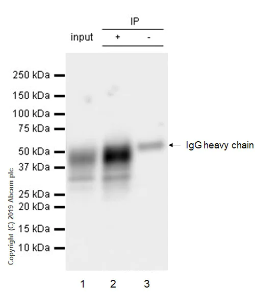 Immunoprecipitation - Anti-TFPI antibody [EPR22977-133] (AB260042)