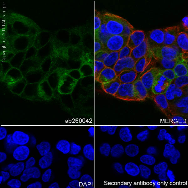 Immunocytochemistry/ Immunofluorescence - Anti-TFPI antibody [EPR22977-133] - BSA and Azide free (AB264568)