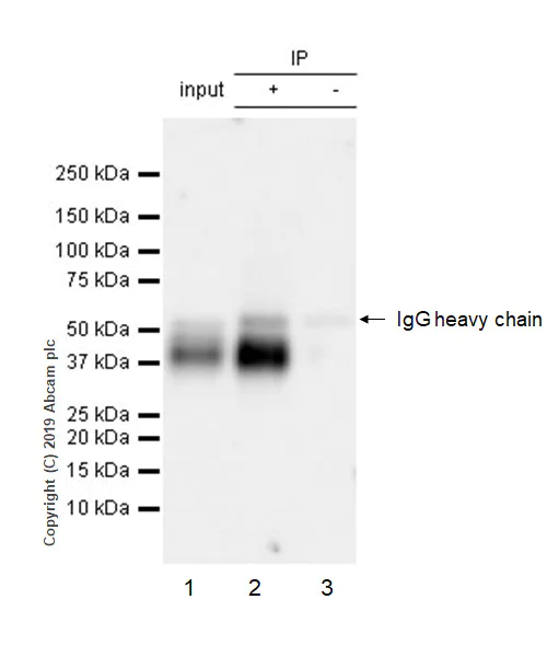 Immunoprecipitation - Anti-TFPI antibody [EPR22977-16] - BSA and Azide free (AB264567)