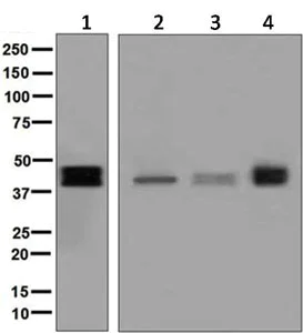 Western blot - Anti-TFPI antibody [EPR7941] (AB134151)